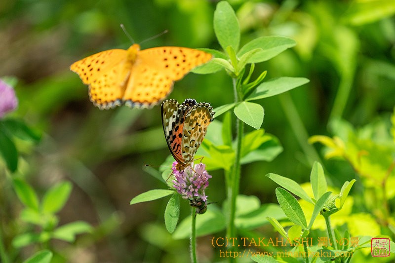 ../Images/7R240715 (164).jpg